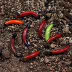 HTB1LpR4acfrK1Rjy0Fmq6xhEXXam