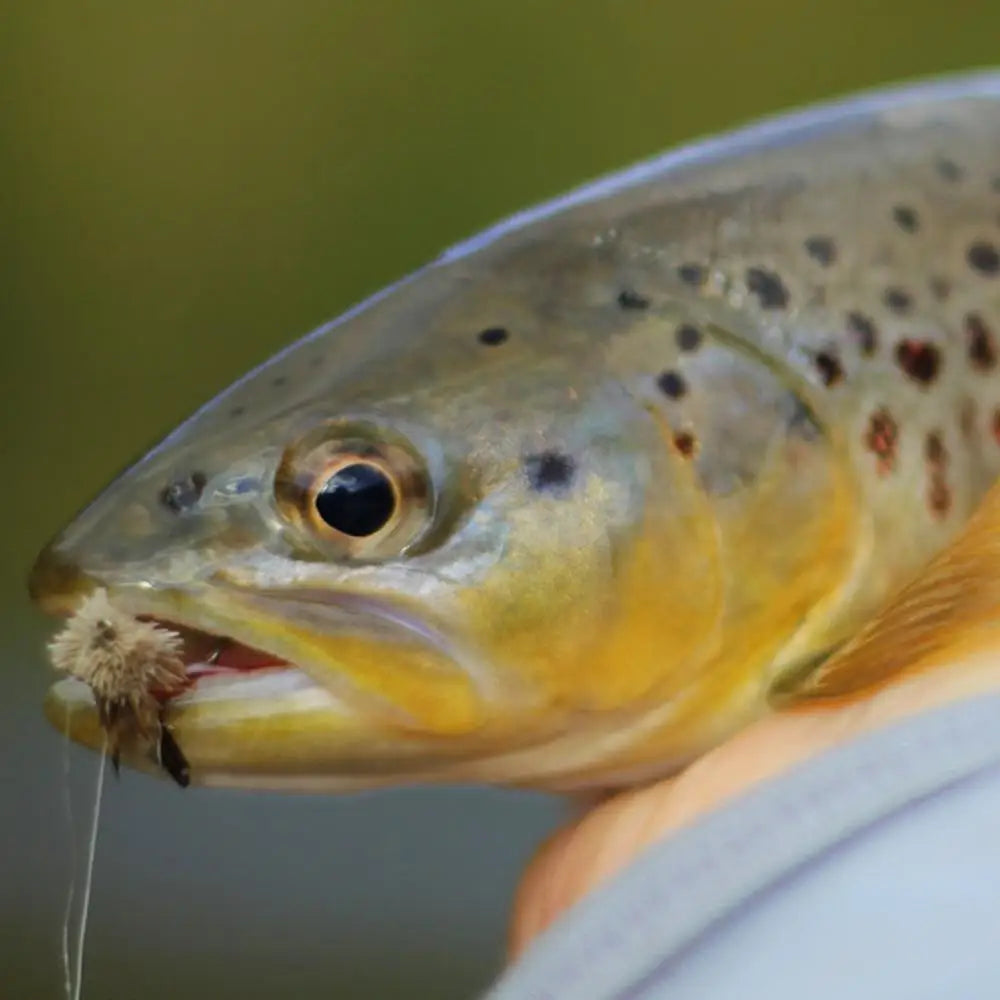 He6a362e3c3894a96b8d315156e1c401dp