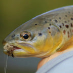 He6a362e3c3894a96b8d315156e1c401dp