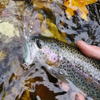 Sc7c9d7afbd2942f9aa480bbb2af3dbafC