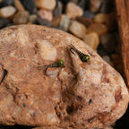 Mottled Offset Tungsten Bead Jig Nymph Fly Barb less Insect Lure Fast Sinking